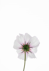 Close up of White and Pink Cosmos Flower on Plain Background
