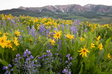 Fototapeta premium Wildflowers & Mountains