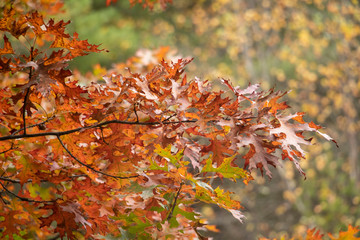 Details of Fiery Fall Leaves on Trees Colors of fall. Brisk cool weather. Leaves are changing red, orange and yellow creating a beautiful autumn landscape.