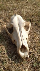 skull on grass