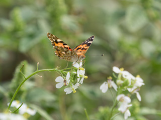 Polilla, mariposa en flores