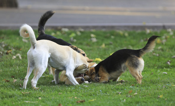 Pack Of Fighting Stray Dogs