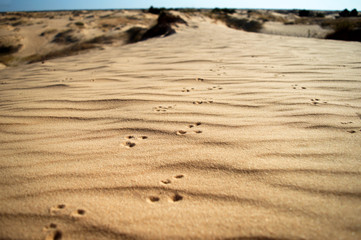 Oleshky Sands on a blue sky in the Kherson region in Ukraine, the largest desert in Europe