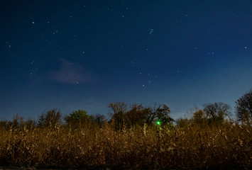Fototapeta na wymiar trees corn and night sky