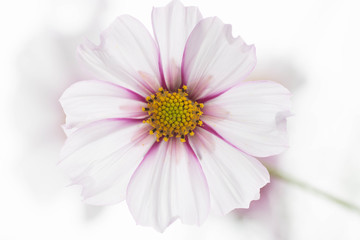 Close Up of White and Pink Cosmos Flower with Yellow Center