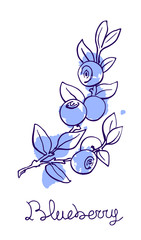 Blueberry hand drawn graphics elements,stylized color sketch, blue blot