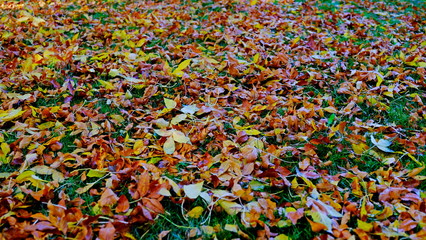 Fototapeta premium Fallen leaves of trees on the ground. autumn