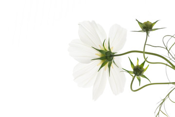 Fototapeta premium Close Up of White and Pink Cosmos Flower with Yellow Center