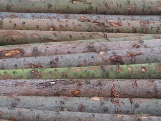 Bauholz - gerodete Baumstämme lagern im Wald