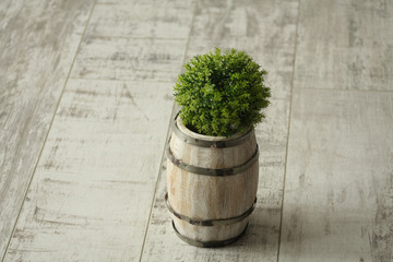 barrel with a potbellied plant on the floor