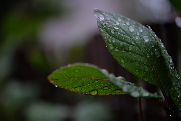 Trauer und Tränen dunkel Wassertropfen auf Efeu