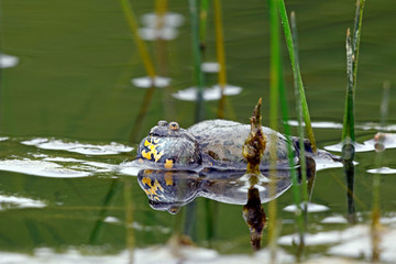 rufende Rotbauchunke (Bombina bombina) - European fire-bellied toad
