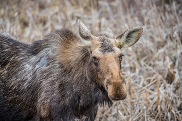 Fototapeta premium Canadian female moose in wetlands