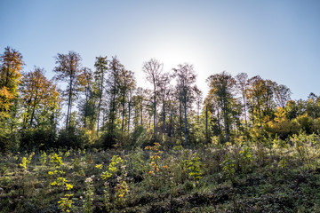 Wiederaufforstung im Wald