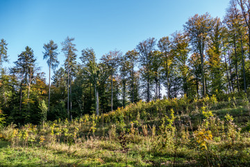 Fototapeta premium Wiederaufforstung im Wald