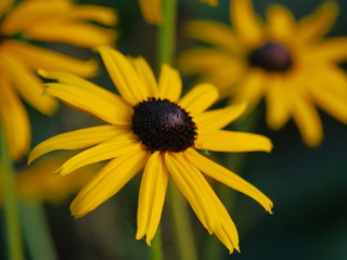 Closeup of a Yellow Flower