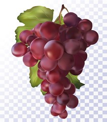 Fresh red grapes on transparent background. 3D realistic grapes.Wine red grapes. Food concept. Vector illustration