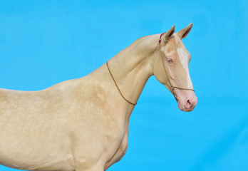 Cremello akhal teke breed horse stands in show halter against turquoise blue background. Animal...