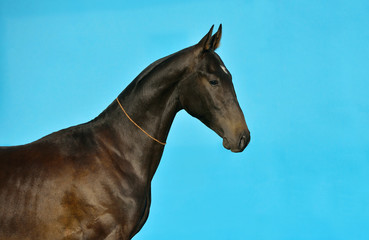 Dark bay akhal teke breed horse stands in show halter against turquoise blue background. Animal portrait. Interior photo concept.