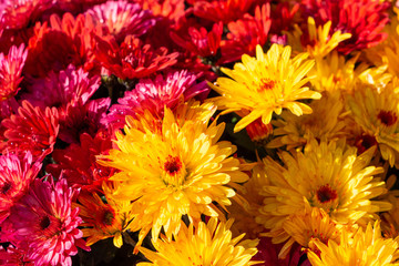Pink and yellow chrysanthemum plant for tombstone for All Saints Day - obrazy, fototapety, plakaty