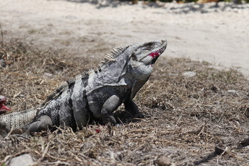 Ctenosaura similis, black spiny-tailed iguana native to Mexico with red mouth after eating showing side profile.