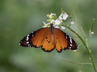 Danaus chrysippus, mariposa tigre con alas abiertas