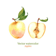 Watercolor vector apples