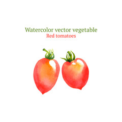 Watercolor vector tomatoes