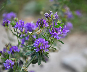 The field is blooming alfalfa