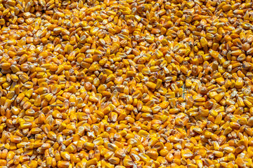 Yellow Background of Dried Corn Kernels