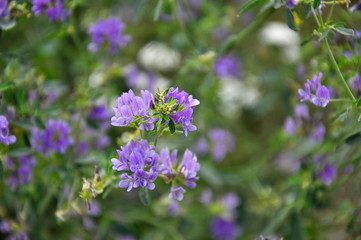 The field is blooming alfalfa