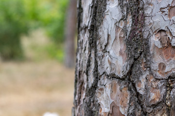 Pine Tree Trunk Bark Texture Close up on park bg