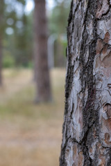 Pine Tree Trunk Bark Texture Close up park way bg