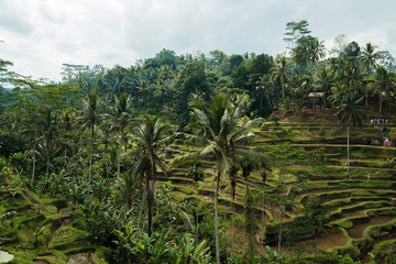 Palm trees and rice terraces, Bali
