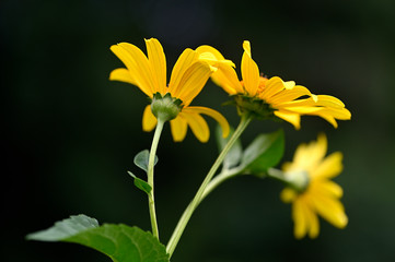 yellow flowers on green background