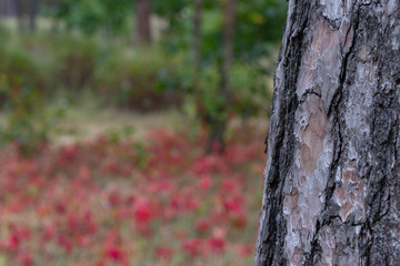 Pine Tree Trunk Bark Texture Close up on red leaves bg