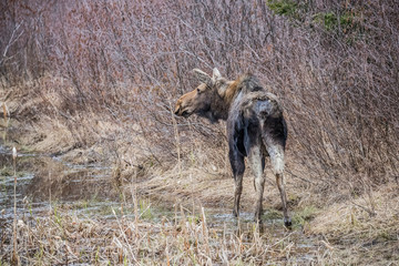 Canadian female moose in wetlands