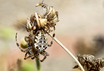 Garden spider