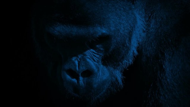 Gorilla Eating Closeup In The Dark