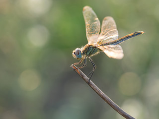 Anisoptera, libélula descansando en una rama