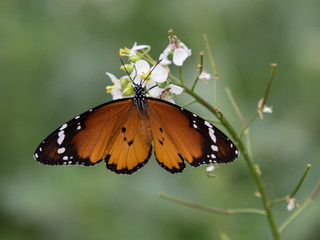 Danaus chrysippus, mariposa tigre con alas abiertas