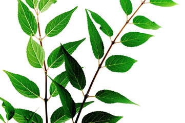 Autumn leaves composition isolated on white background.