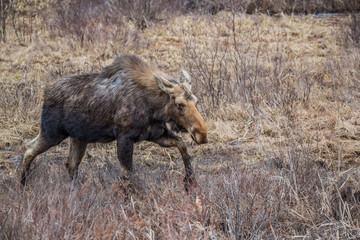Canadian female moose in wetlands