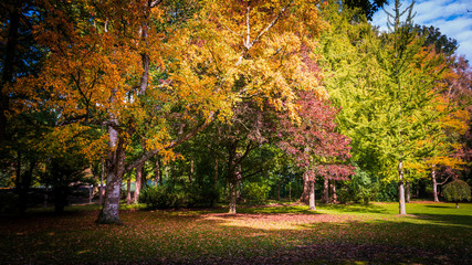 Naklejka premium Autumn landscape. Autumn tree leaves