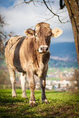 Naklejka na ściany i meble beautiful young cow on pasture. cow on a meadow