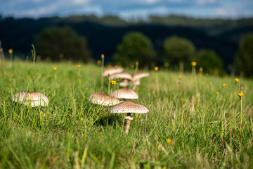 Group of parasol mushrooms naturally grown on a meadow.