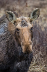Naklejka na ściany i meble Canadian female moose in wetlands