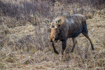 Canadian female moose in wetlands