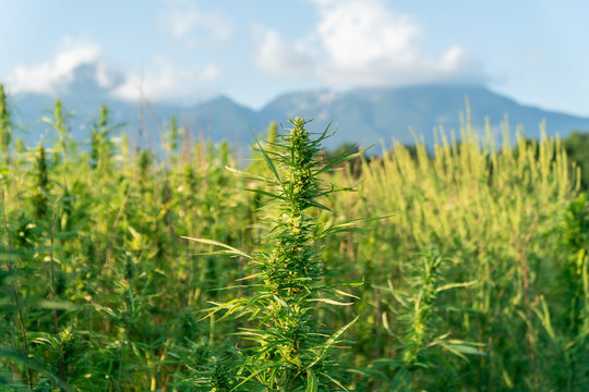 Close up photo of marijuana plant at outdoor cannabis farm field. Hemp plants used for CBD and health