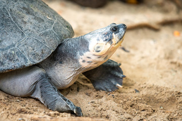 Big turtle. Adult female flatback sea turtle